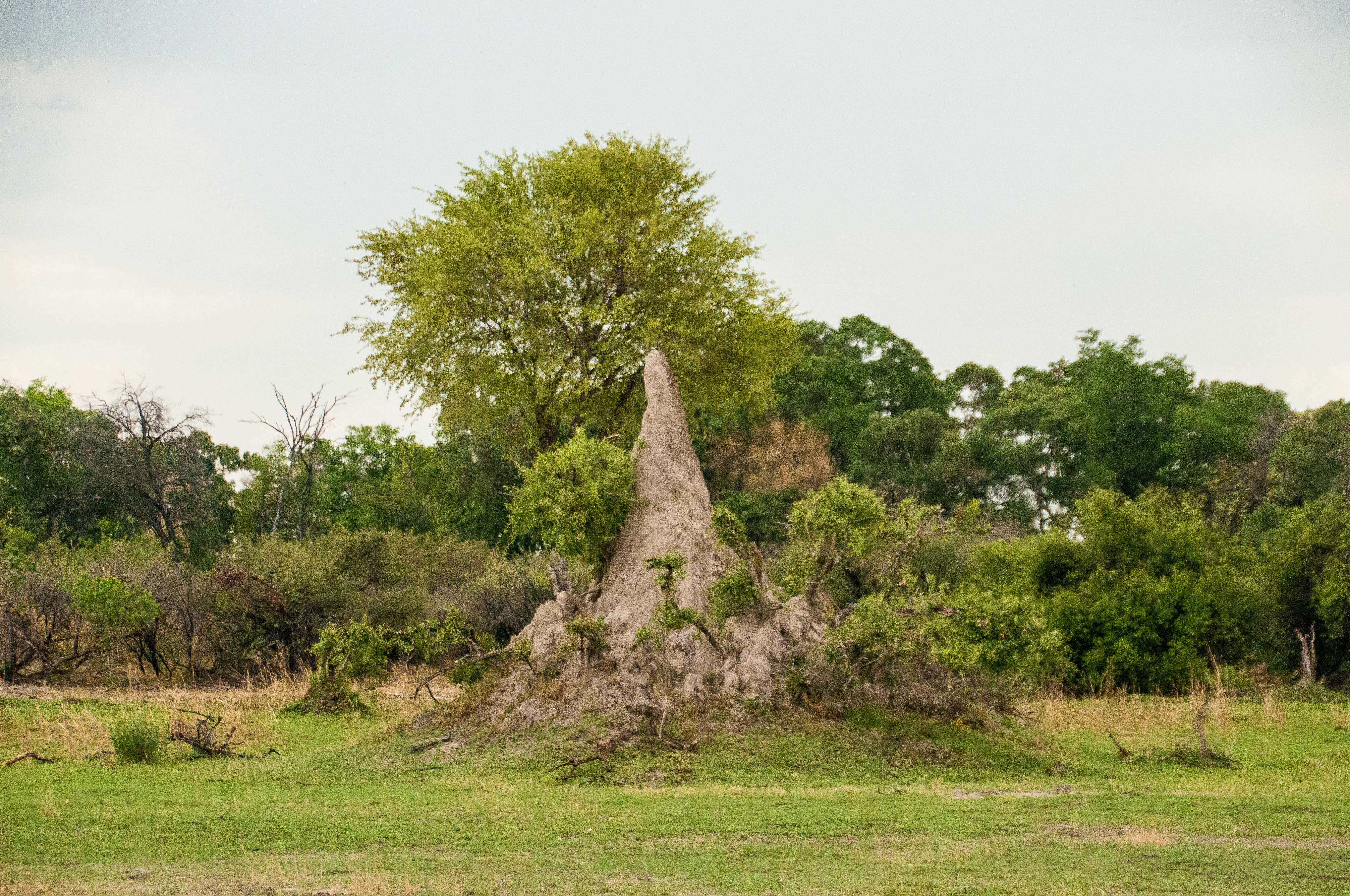 Termitière, Delta de l'Okavango, Shinde concession, Botswana.